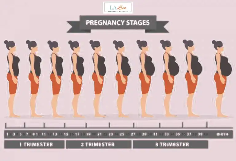 First Trimester (Weeks 1–12): Early Changes You Might Not Notice Windsor